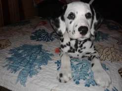 Coastal Reef Feather Throw